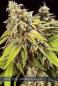 Preview: Hanfsamen Doctor Jamaica Autoflower feminisiert 5 Samen