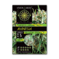 Preview: Hanfsamen Amnesia Budda KUSH feminisert 5 Stk.