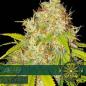 Preview: Hanfsamen AK 49 Autoflower feminisiert 3 Stk.