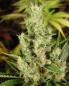 Preview: Hanfsamen Amnesia Haze Autoflower feminisiert 5 Stk.