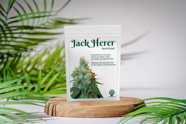 Hanfsamen Jack Herer feminisert 3 Stk.