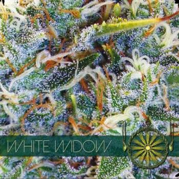 Hanfsamen White Widow feminisert 5 Stk.