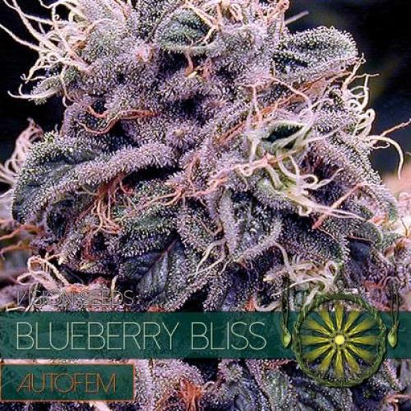 Hanfsamen BLUEBERRY BLISS feminisert 5 Stk.